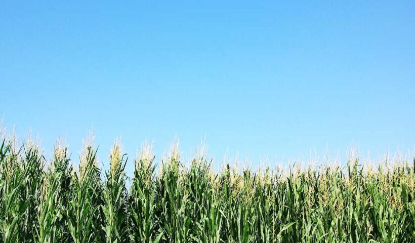 Farming and Agroecology